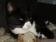 Annonsbild