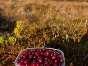 Annonsbild