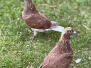 Annonsbild