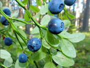 Annonsbild