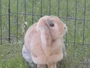 Annonsbild