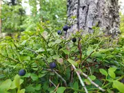 Annonsbild