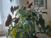 Annonsbild