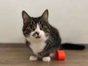 Annonsbild