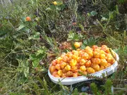 Annonsbild