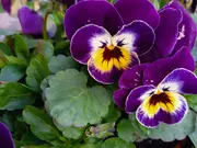 Annonsbild