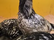 Annonsbild