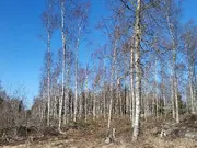 Annonsbild