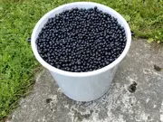 Annonsbild