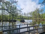 Annonsbild
