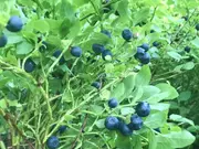 Annonsbild