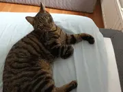 Annonsbild