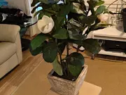 Annonsbild