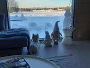 Annonsbild