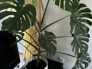 Annonsbild