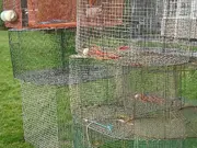 Annonsbild