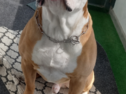 Annonsbild