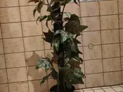 Annonsbild