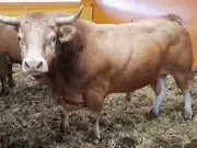 Annonsbild
