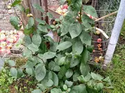 Annonsbild