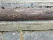 Annonsbild