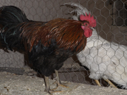 Annonsbild
