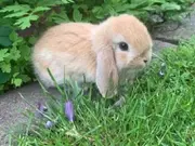 Annonsbild