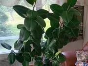 Annonsbild