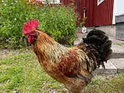 Annonsbild