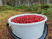 Annonsbild