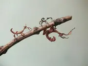 Annonsbild