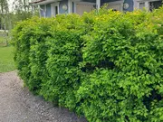 Annonsbild