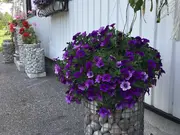 Annonsbild