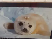 Annonsbild