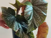 Annonsbild