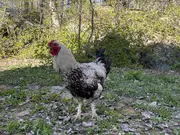 Annonsbild