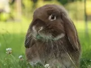 Annonsbild