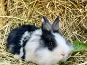 Annonsbild